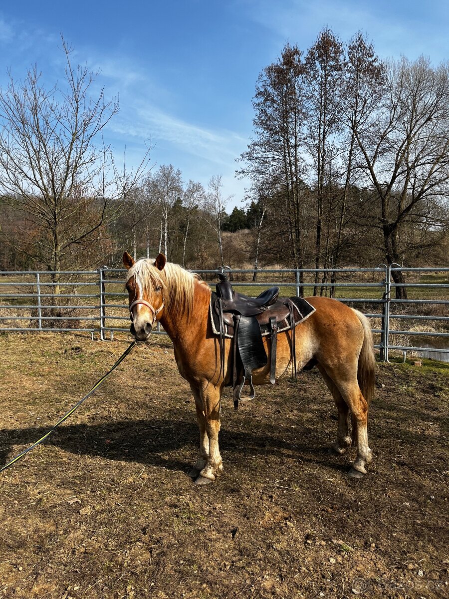 4 letý Valach Hafling - 3