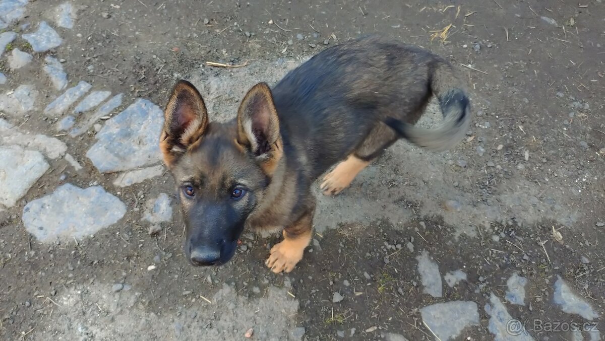 Štěňata německého ovčáka bez PP - 3