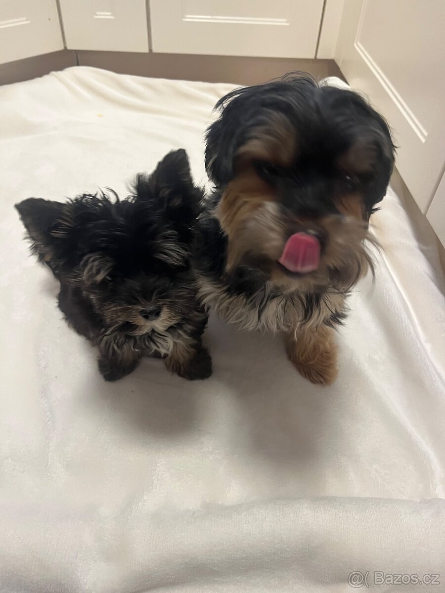 Jorksirsky terier biwier - 3