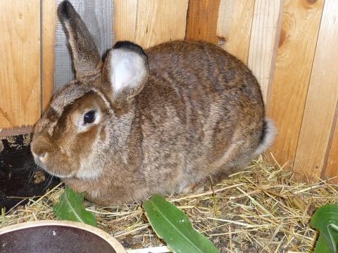 prodej králíků Valašský strakáč - 3