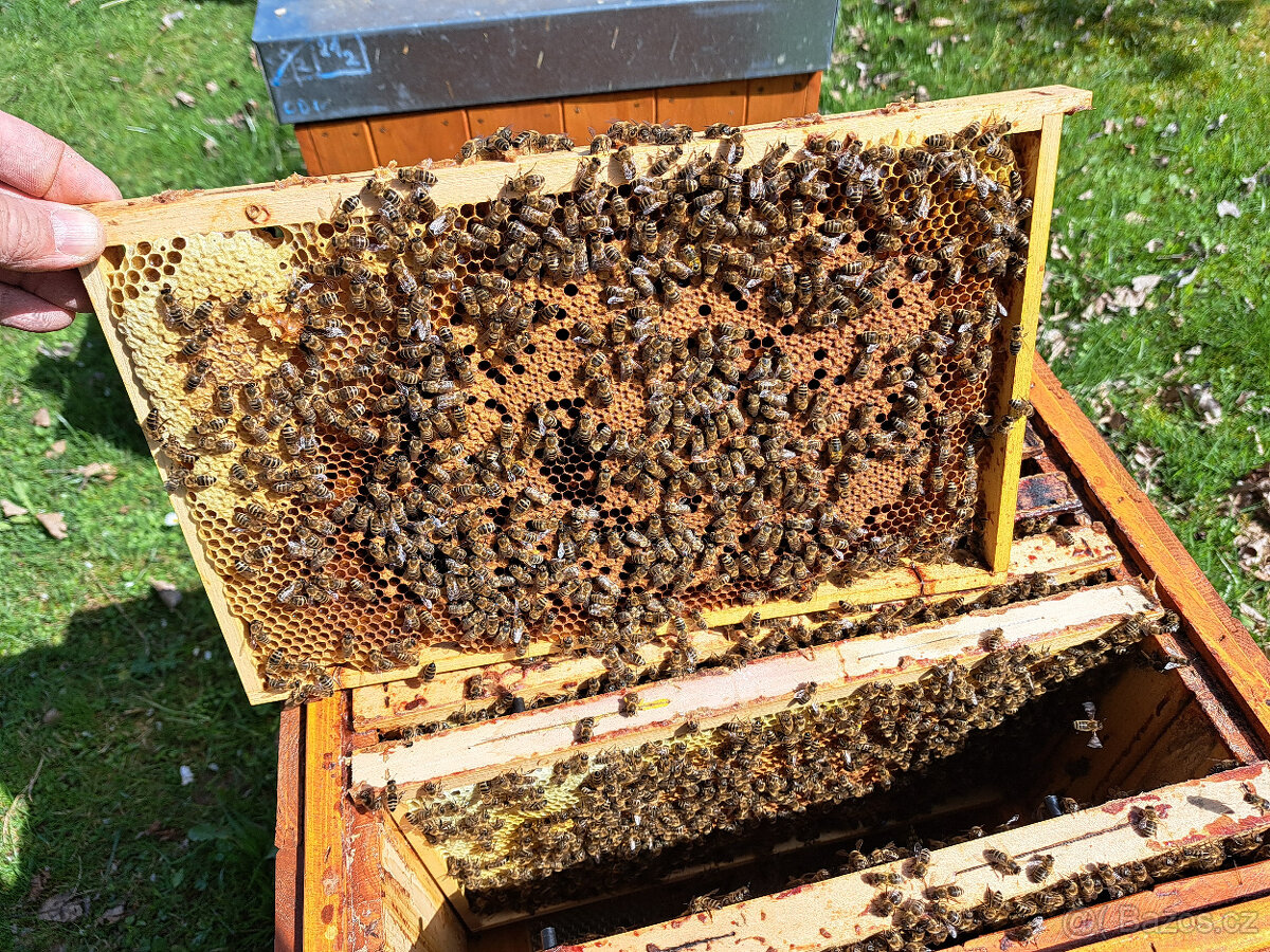 Prodám vyzimovaná včelstva ,oddělky. - 3