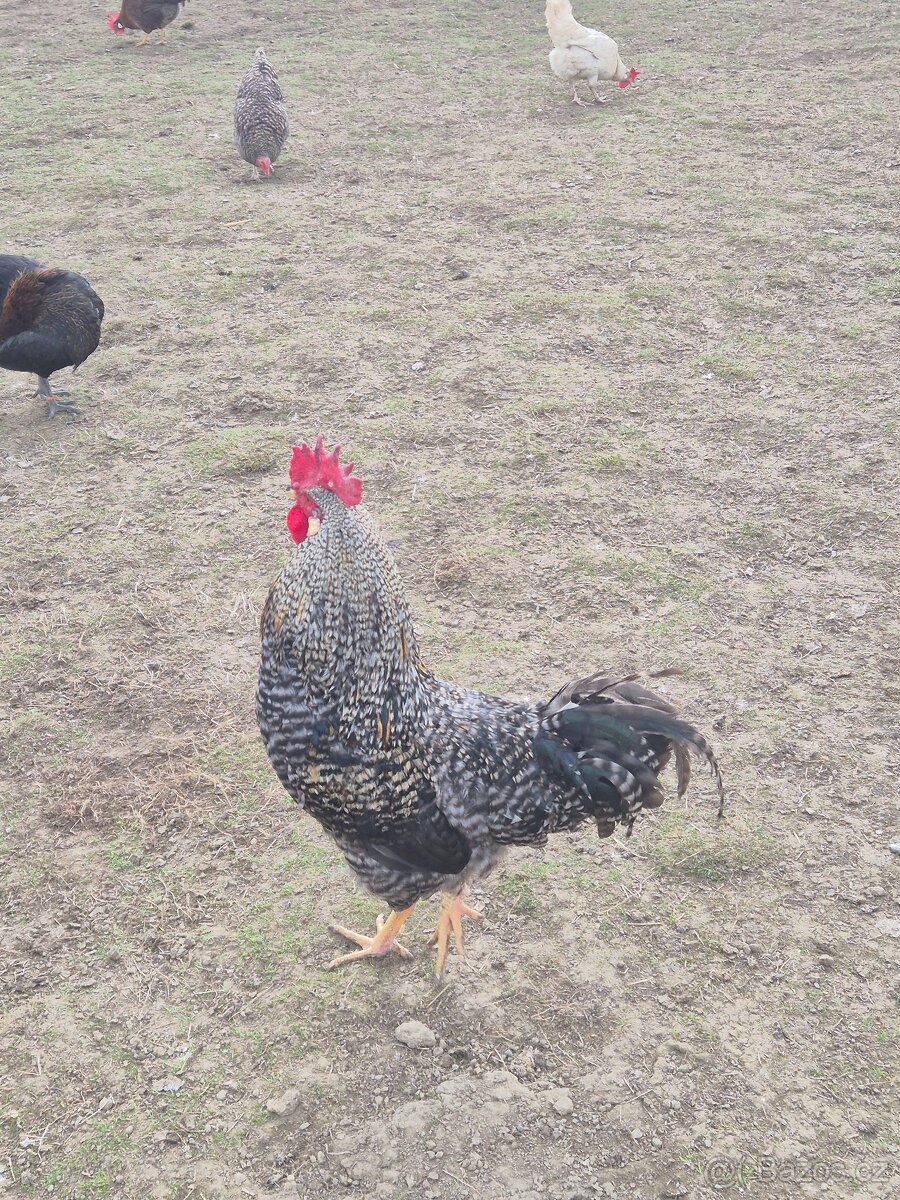 Prodej kohoutů - 3