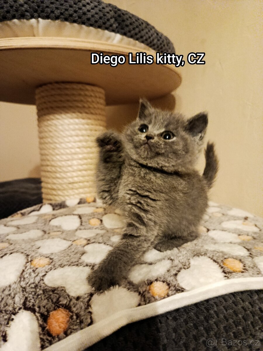 Britská modrá krátkosrstá - 3