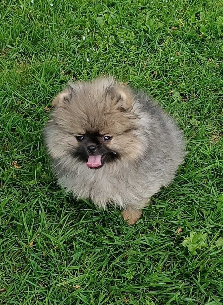Pomeranian s PP FCI - 3