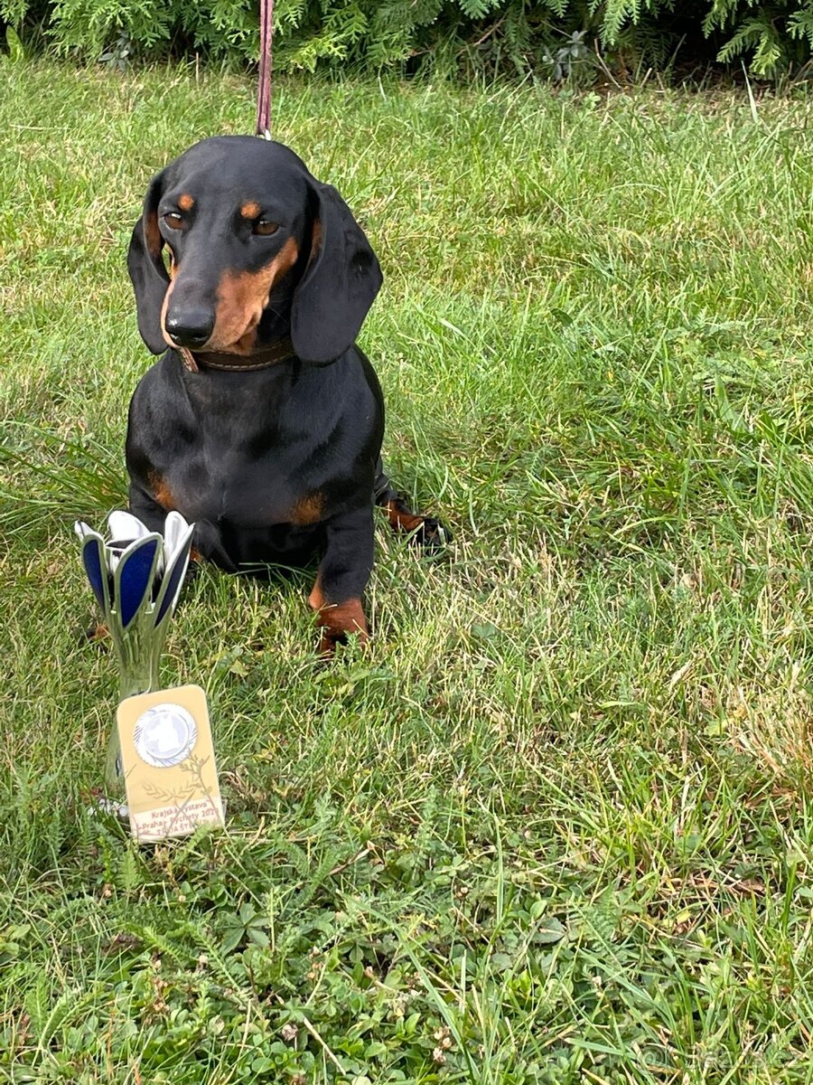 Jezevčík hladkosrsty s pp - 3