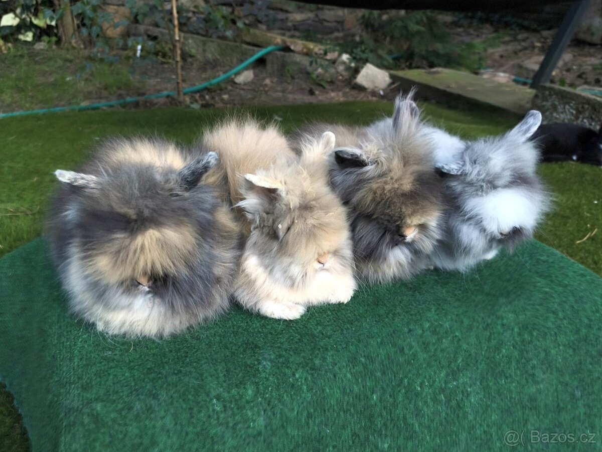 Teddy králíčci nádherná mláďata - 3