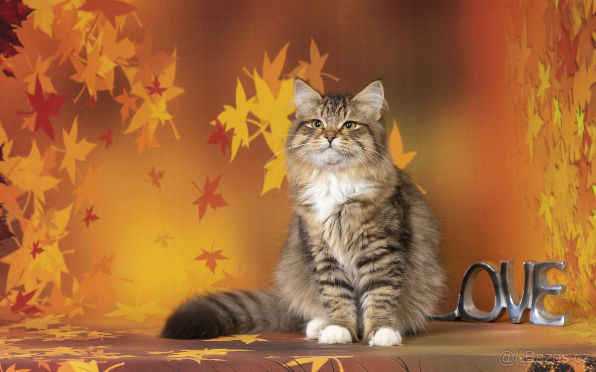 Sibiřská kočka - kocourek Nico s PP - 3