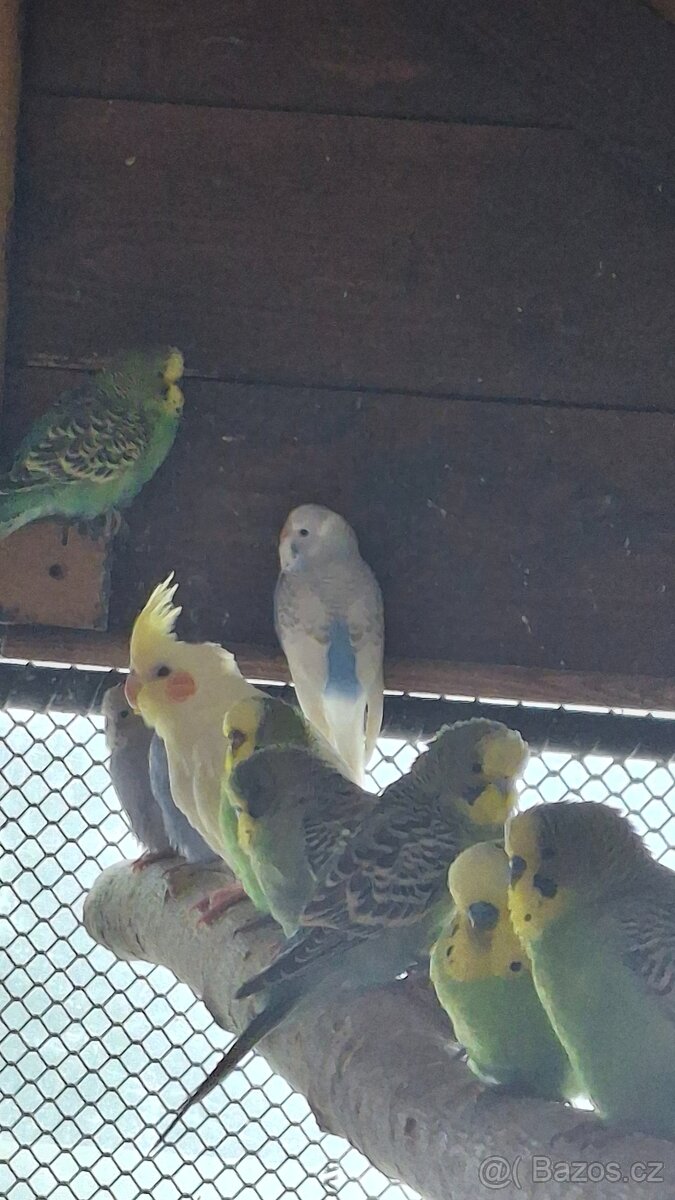 Andulka vlnkovaná - 3