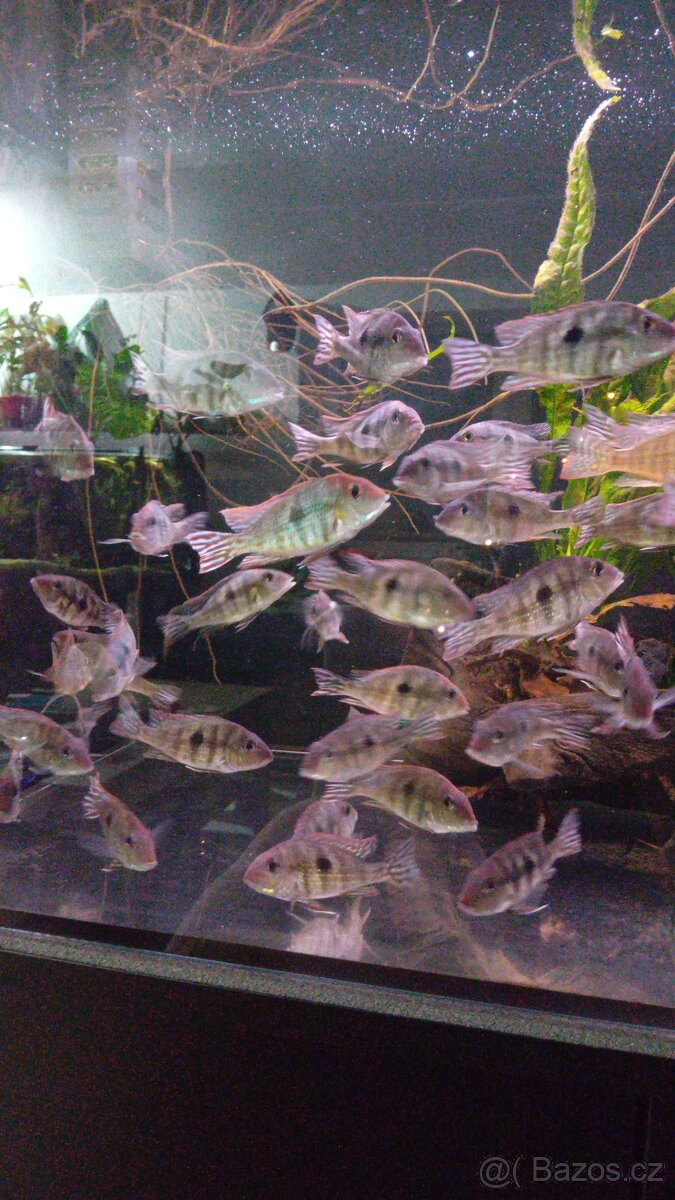 Geophagus tapajos Red head - 3