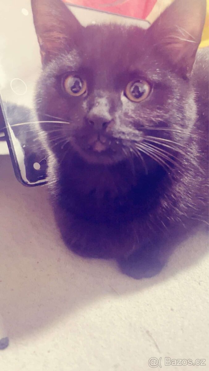 Daruji kocourka - 3
