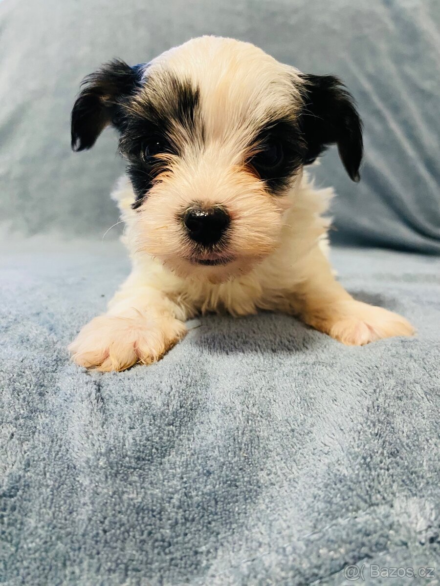 Jorkšírský teriér - 3