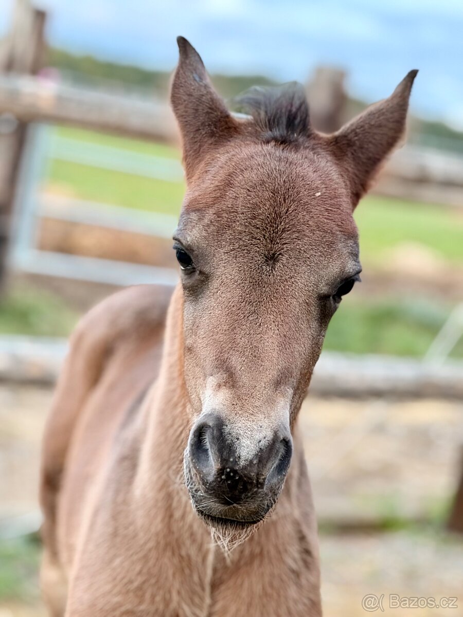 Hřebeček Welsh Cob - D - 3