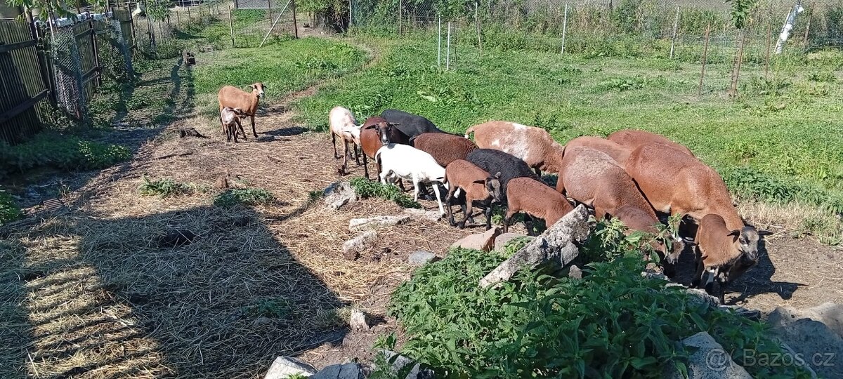 Prodám kamerunky - 3