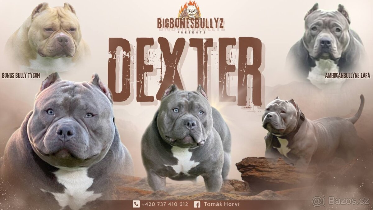 American Bully Pocket – krytí (ABKC) - 3