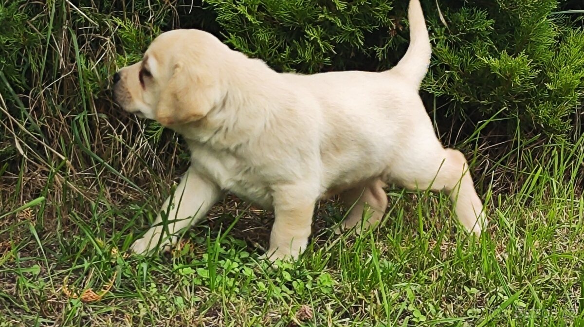 Prodej štěňat labradorského retrievera - 3