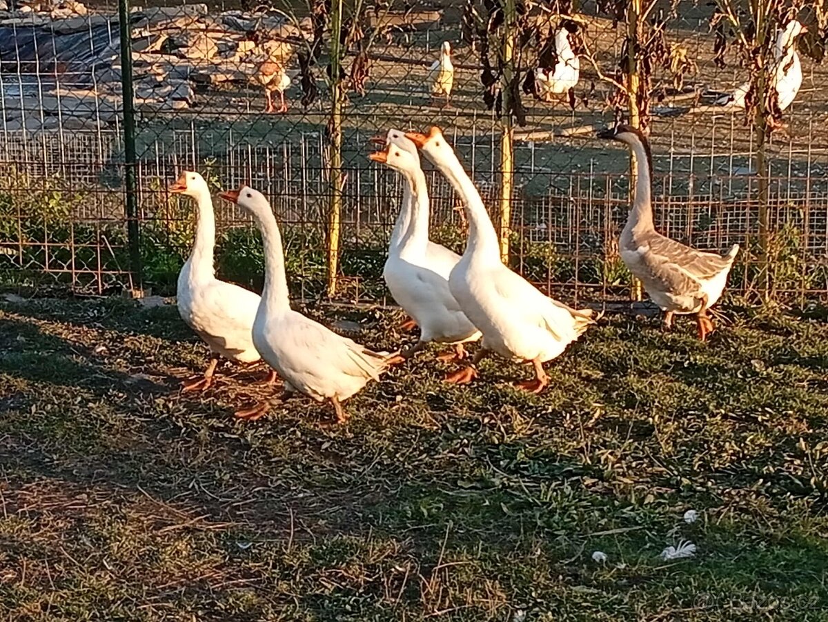 Husa labutí bílá - 3