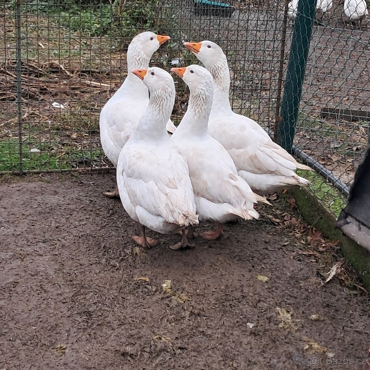 Prodám husy chovné české - 3