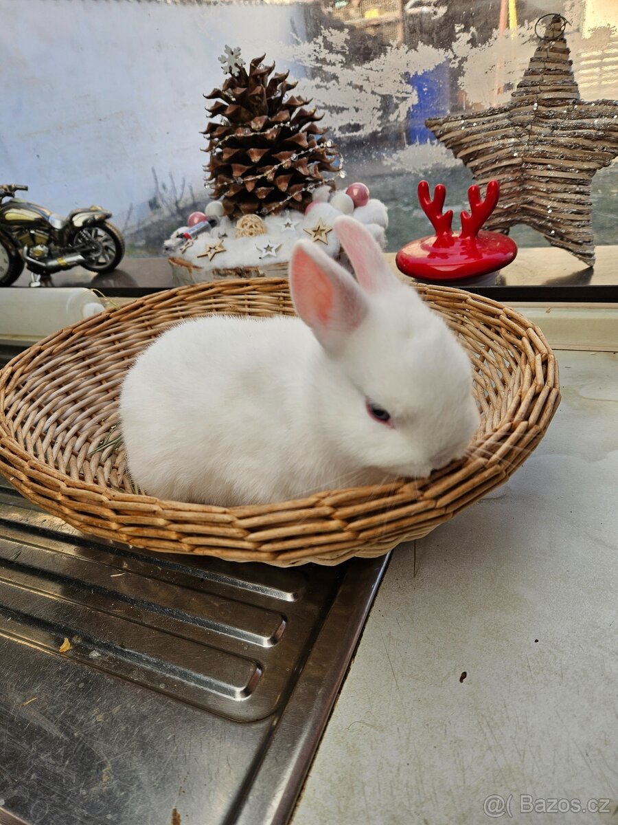 Zakrslý králík - 3