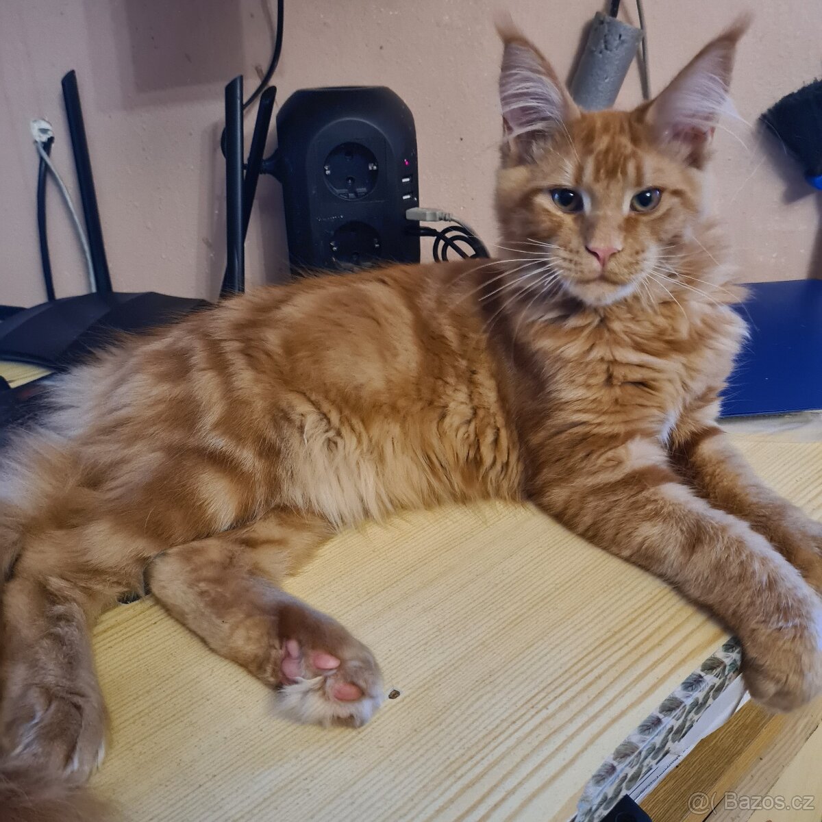 Mainská mývalí koťátka s PP - 3