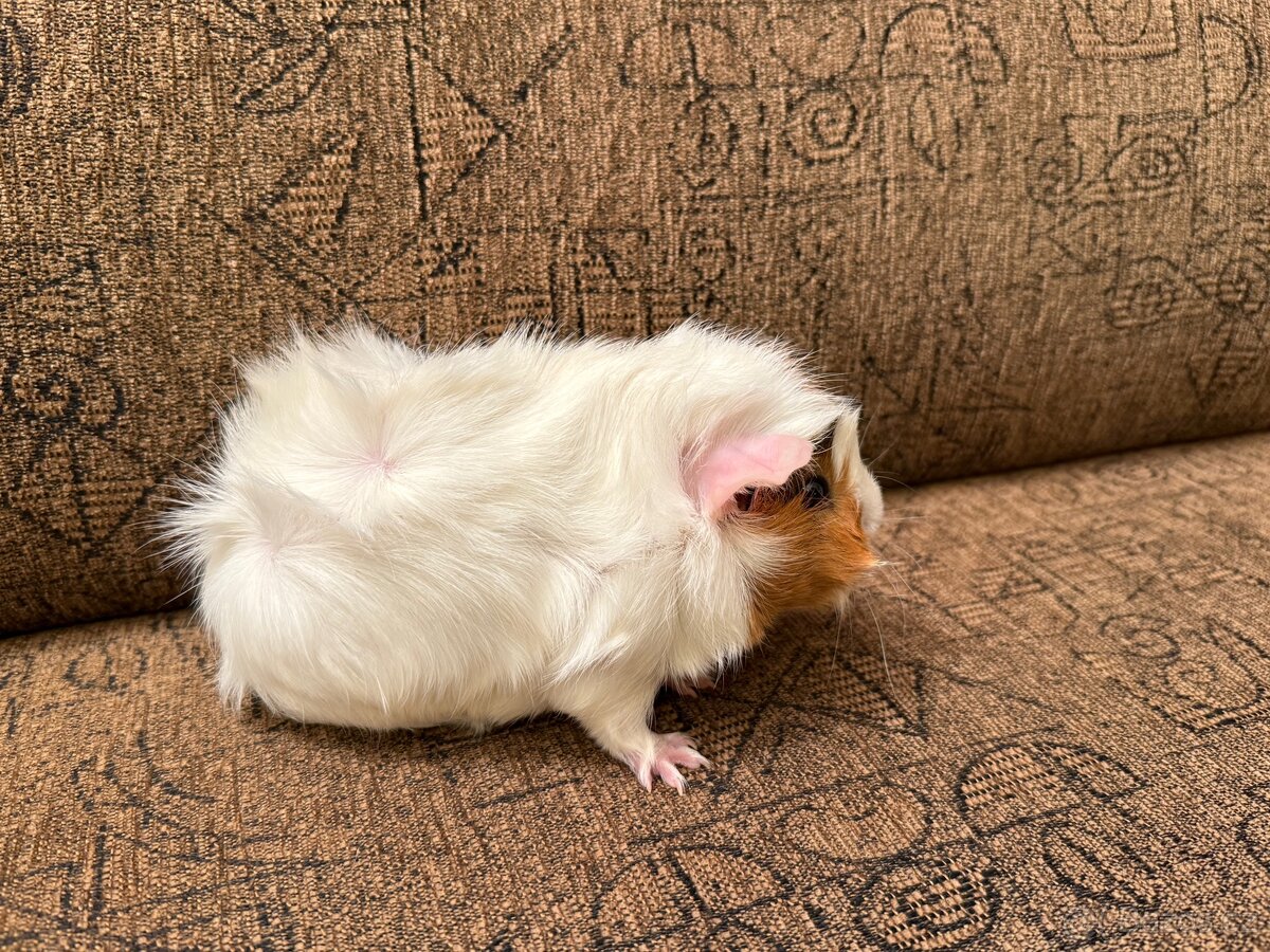 Morče kluk rozeta - 3