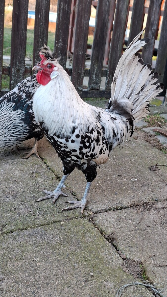 Apencelský chocholáč - 3