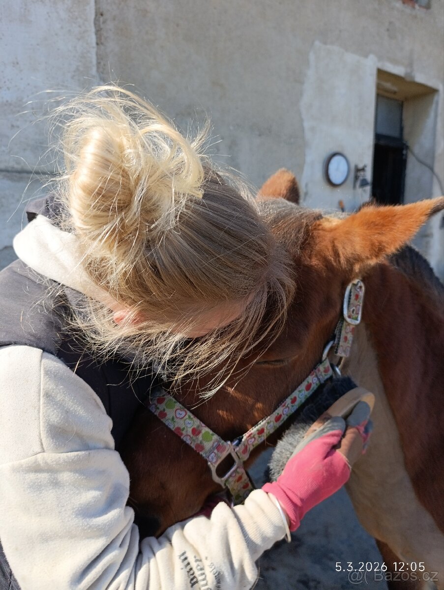 Pony valach 13 let cca 130cm - 3