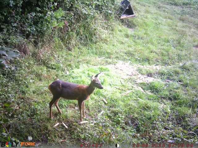 Fotopast FOXcam SG880-4G - 3