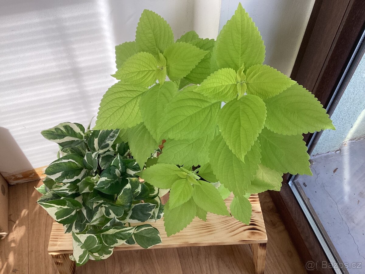 Pokojová kopriva - 3