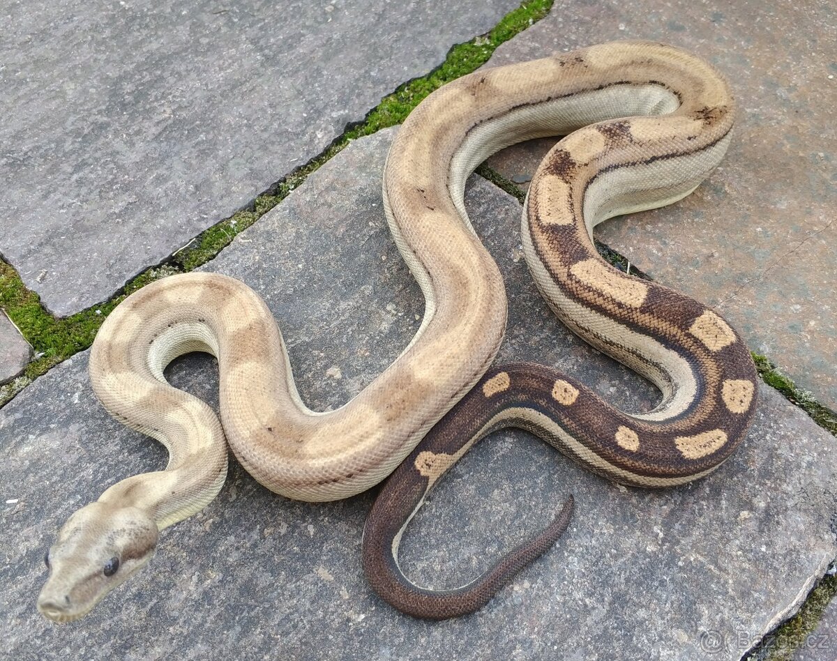 Boa imperator - RLT het VPI Snow, VPI T+ Sunglow Motley - 3