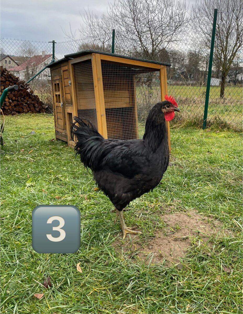 Kohouti - brahmanky do hobby chovu - 3