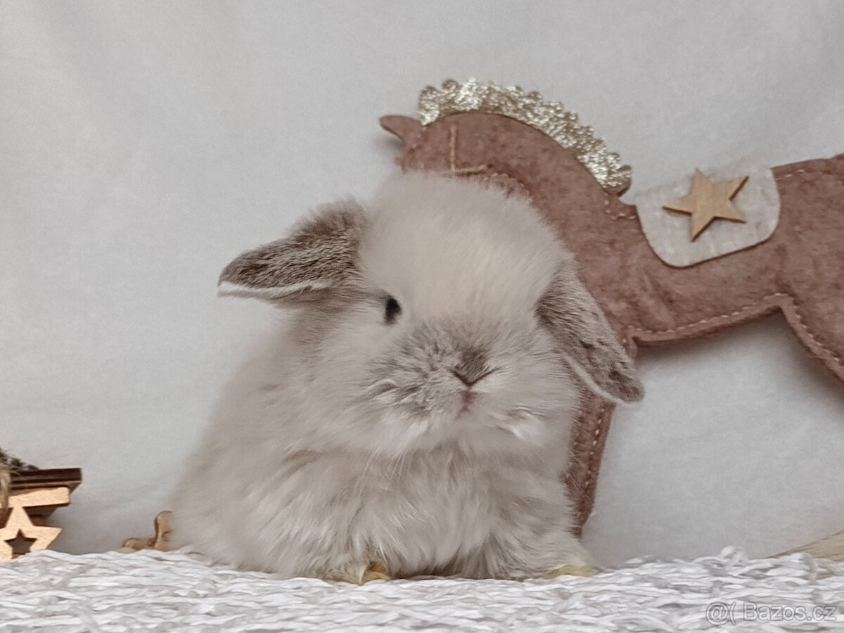 Minilop - zakrslý králíček, beránek - 3