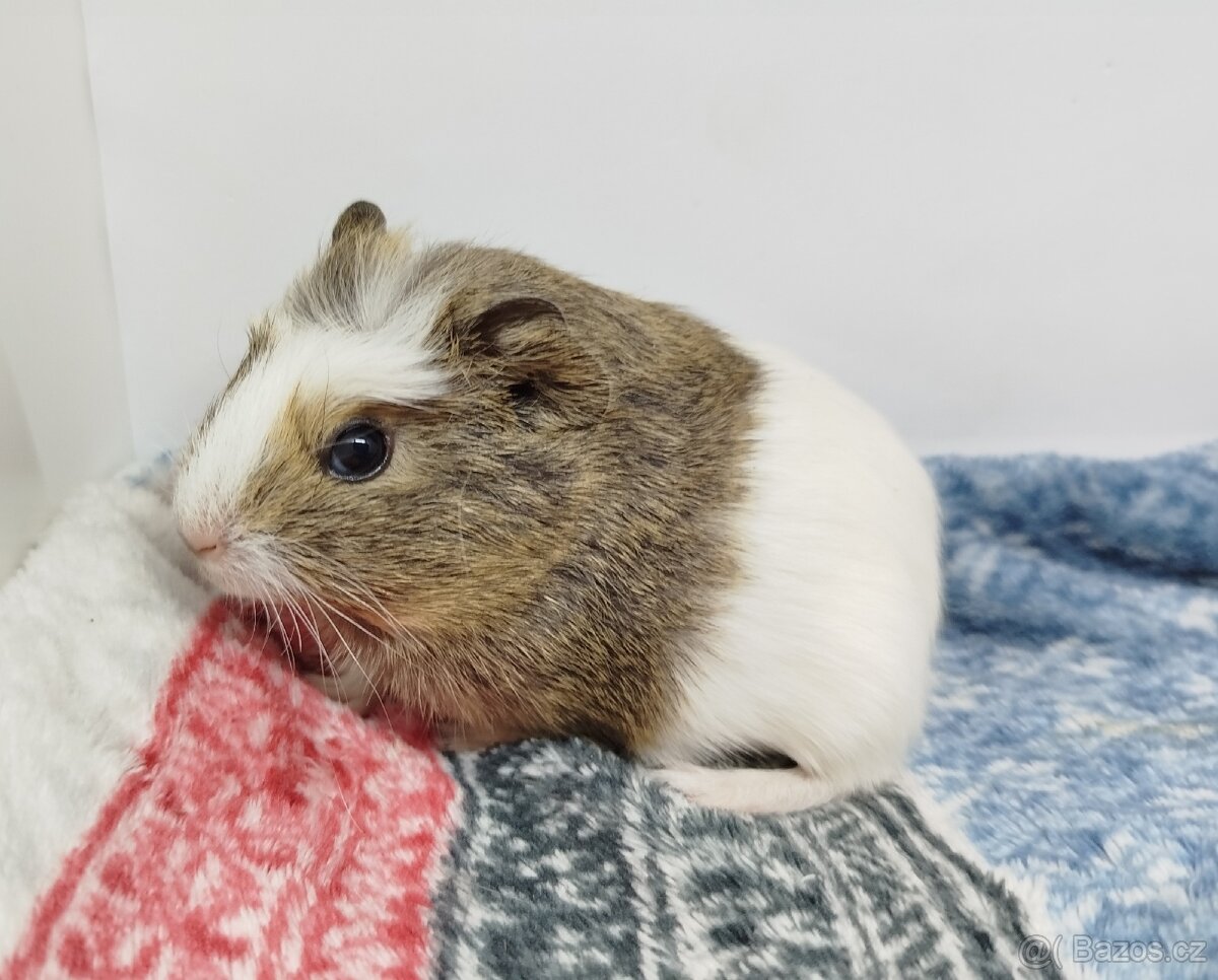 Morče, Morčata, Morčátko, Morčátka - SAMIČKY - 3