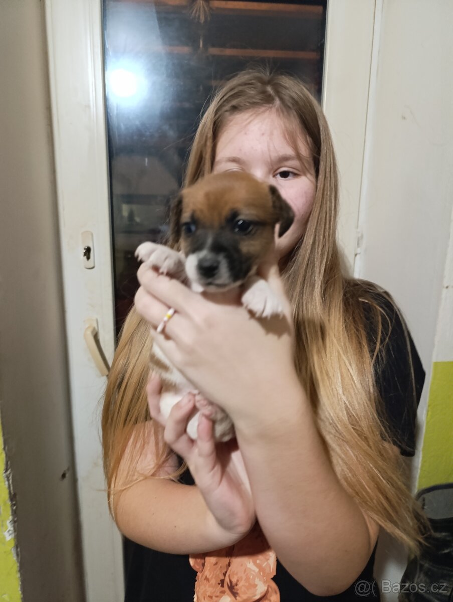 Štěňata Jack rasell - 3