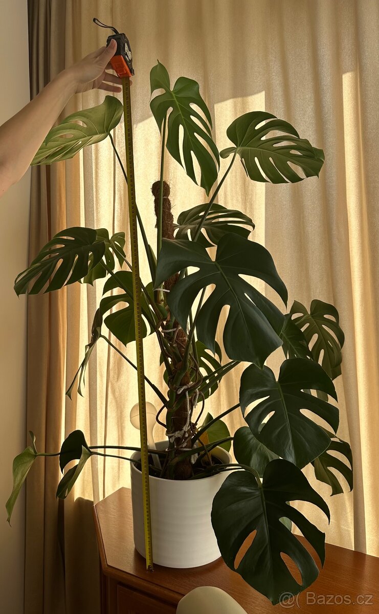 Prodám - Monstera 120 cm - 3