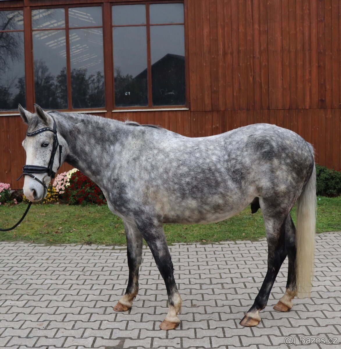 Kvalitní pony učitel - 3