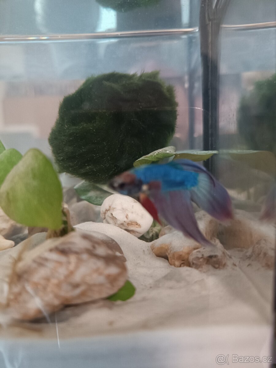 Prodám akvária s rybičkami - 3