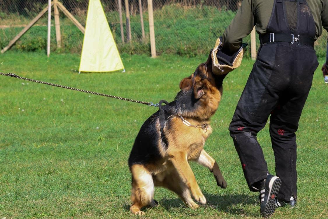 Německý ovčák s PP - 3