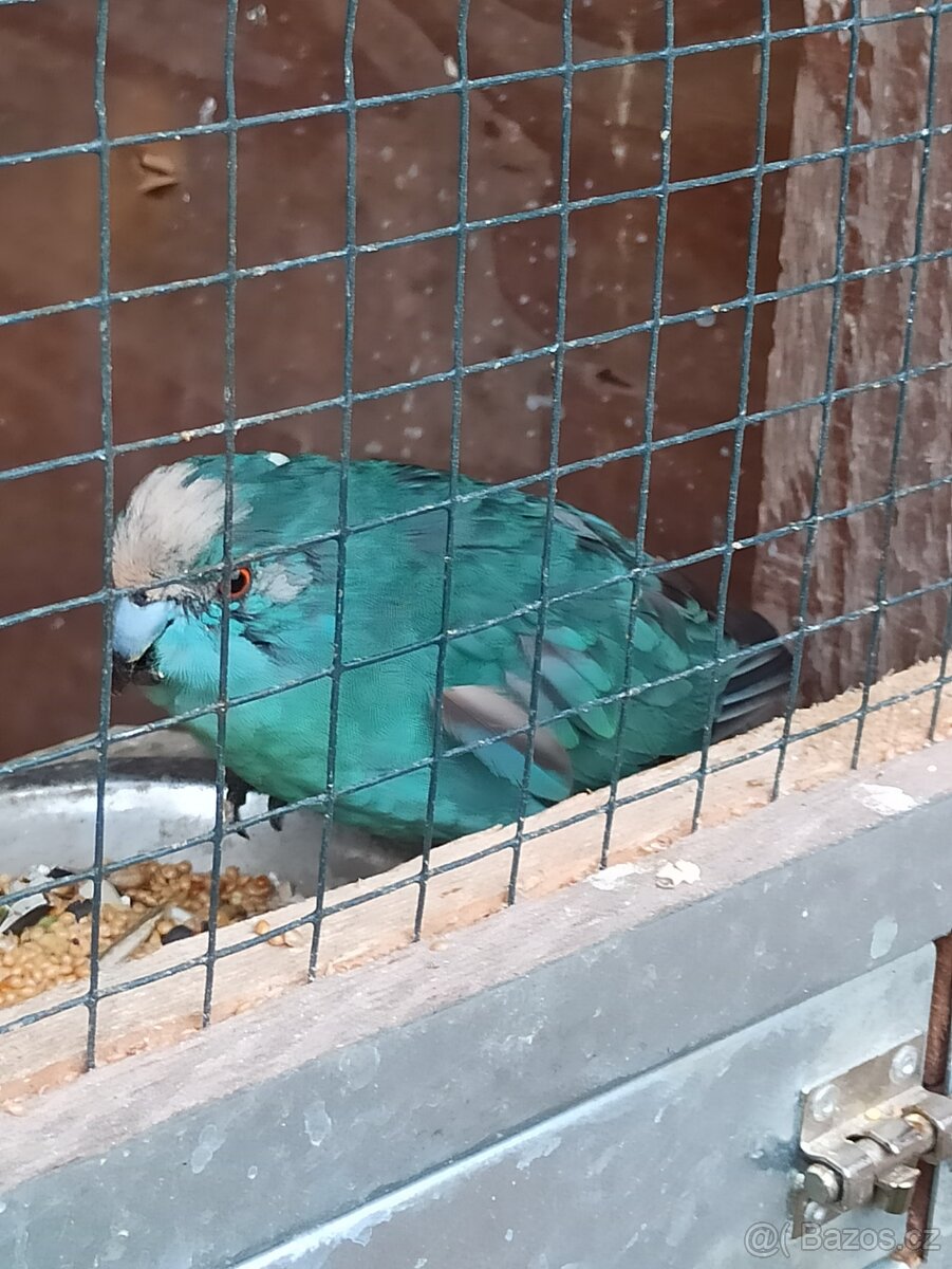 Kakariki chovné páry - 3