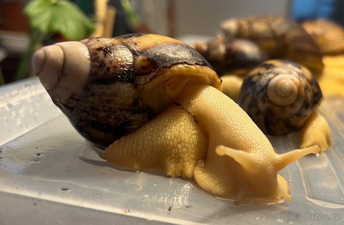 Archachatina marginata ovum - mladata 6 mesicu - 3