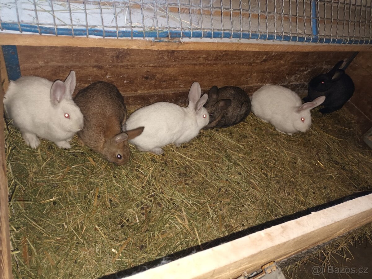 Králíci na dokrmení - 3