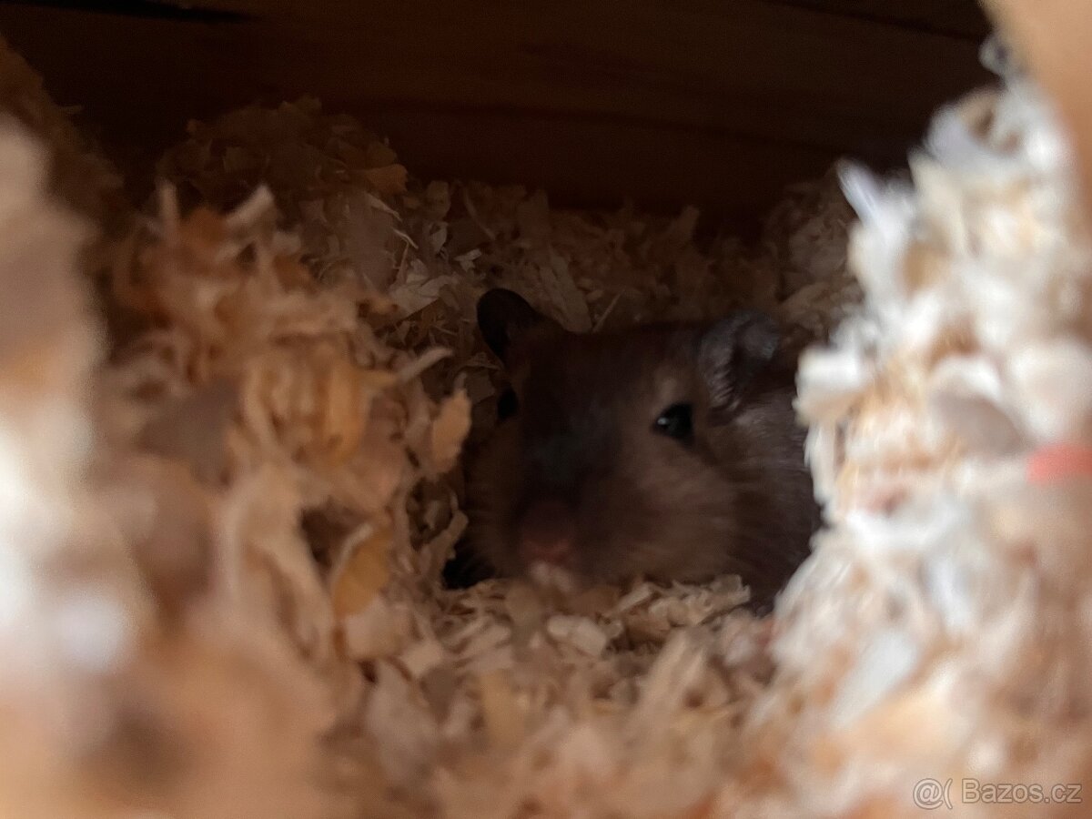 Pískomil Mongolský - 3