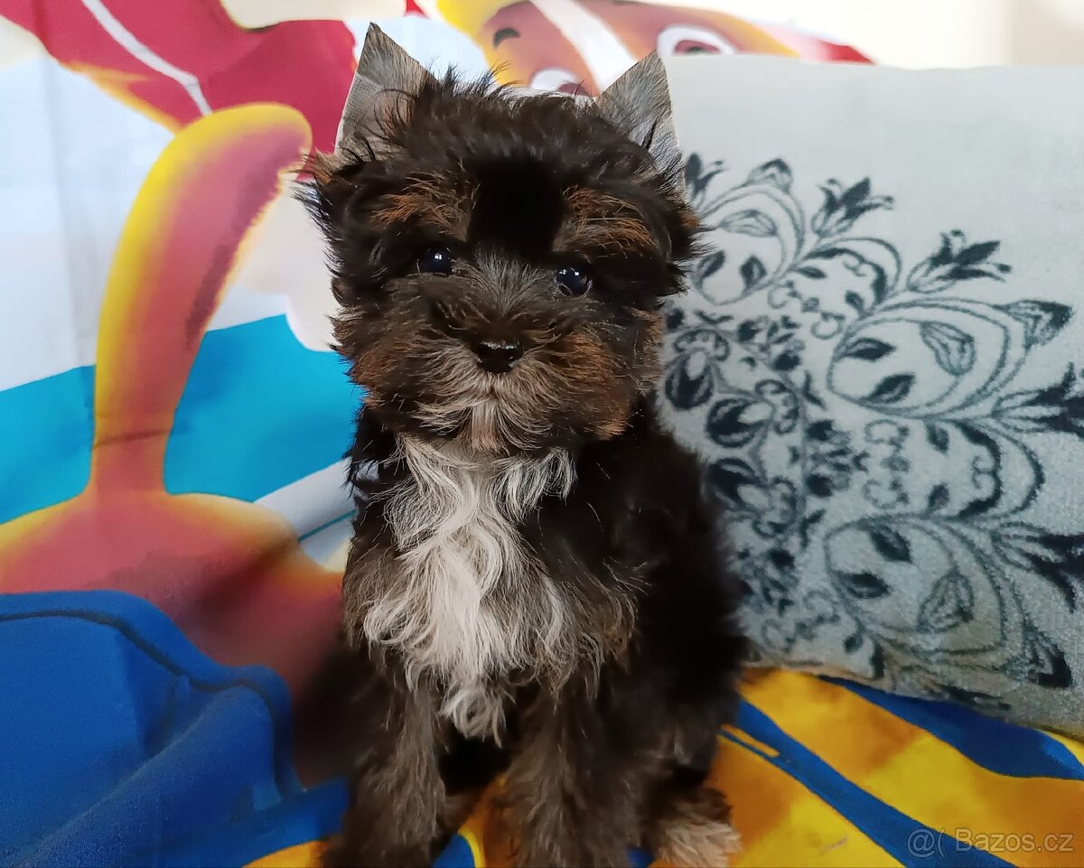 Jorkšírský teriér - 3