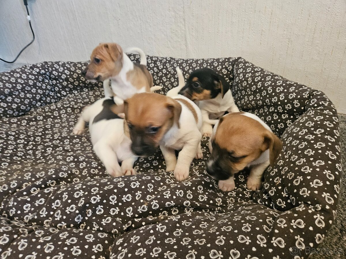Jack Russel teriér - 3