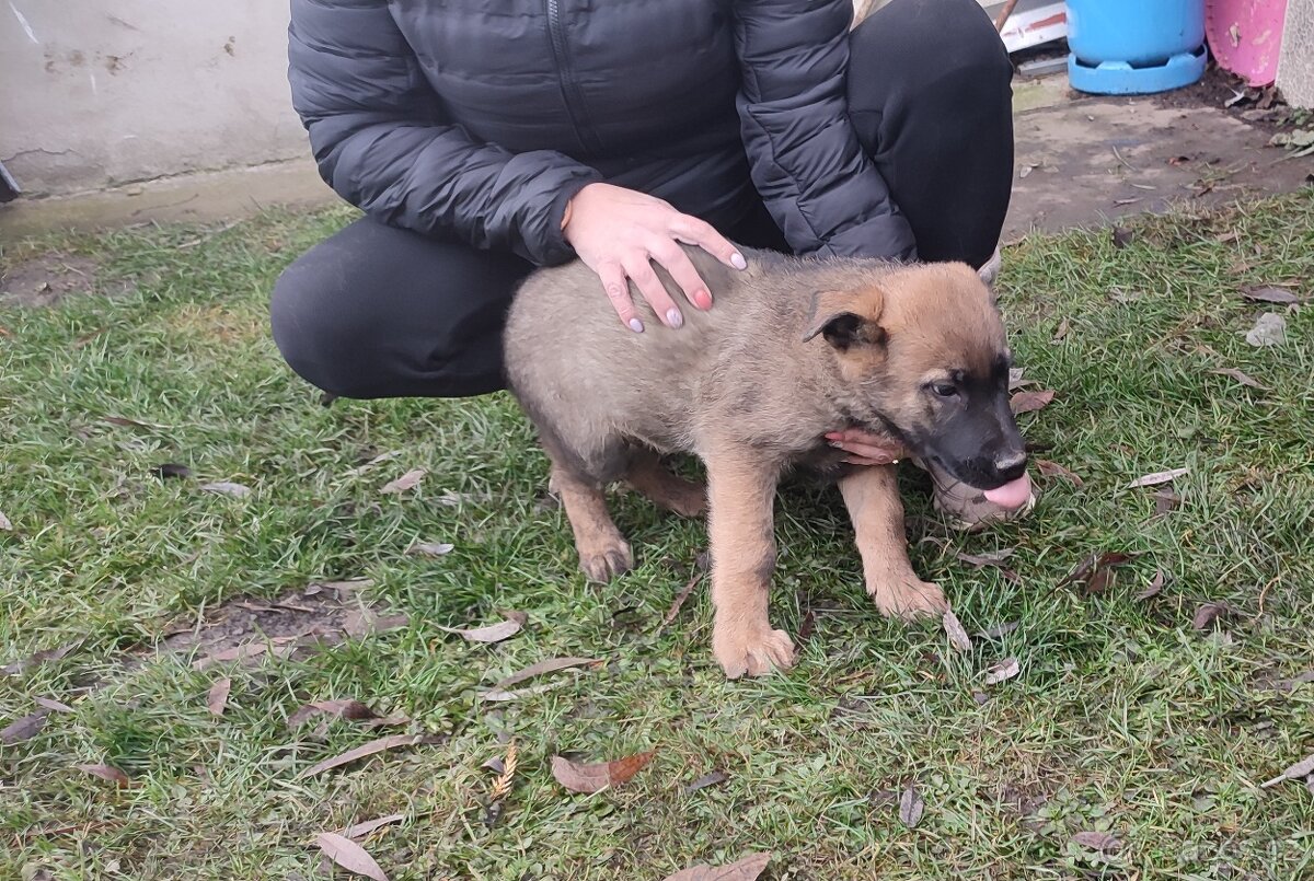 Štěně německého ovčáka - 3