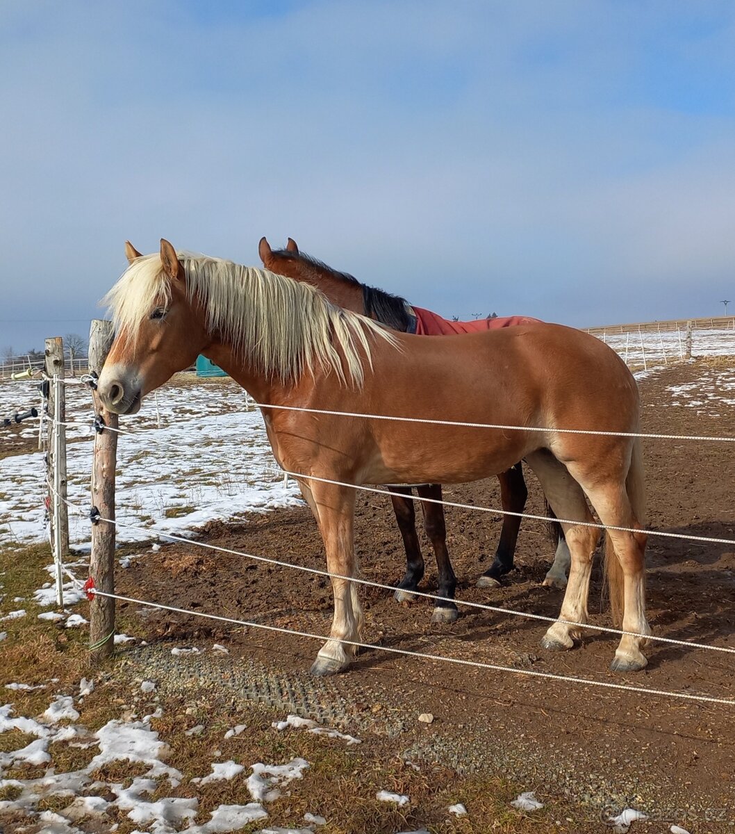 Hafling klisna 5l - 3