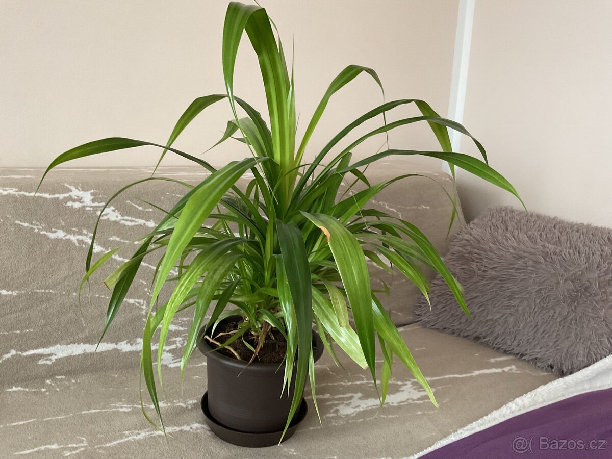 Pokojové rostliny - 3
