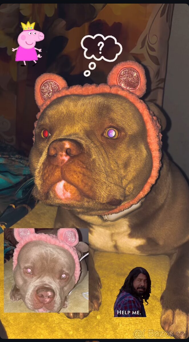 American bully - 3