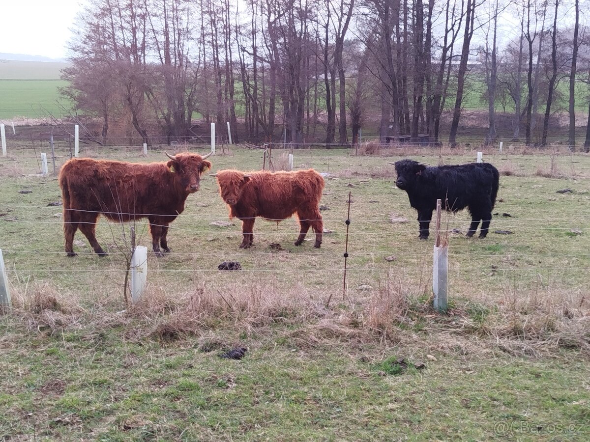 Jalovice křížená - 3