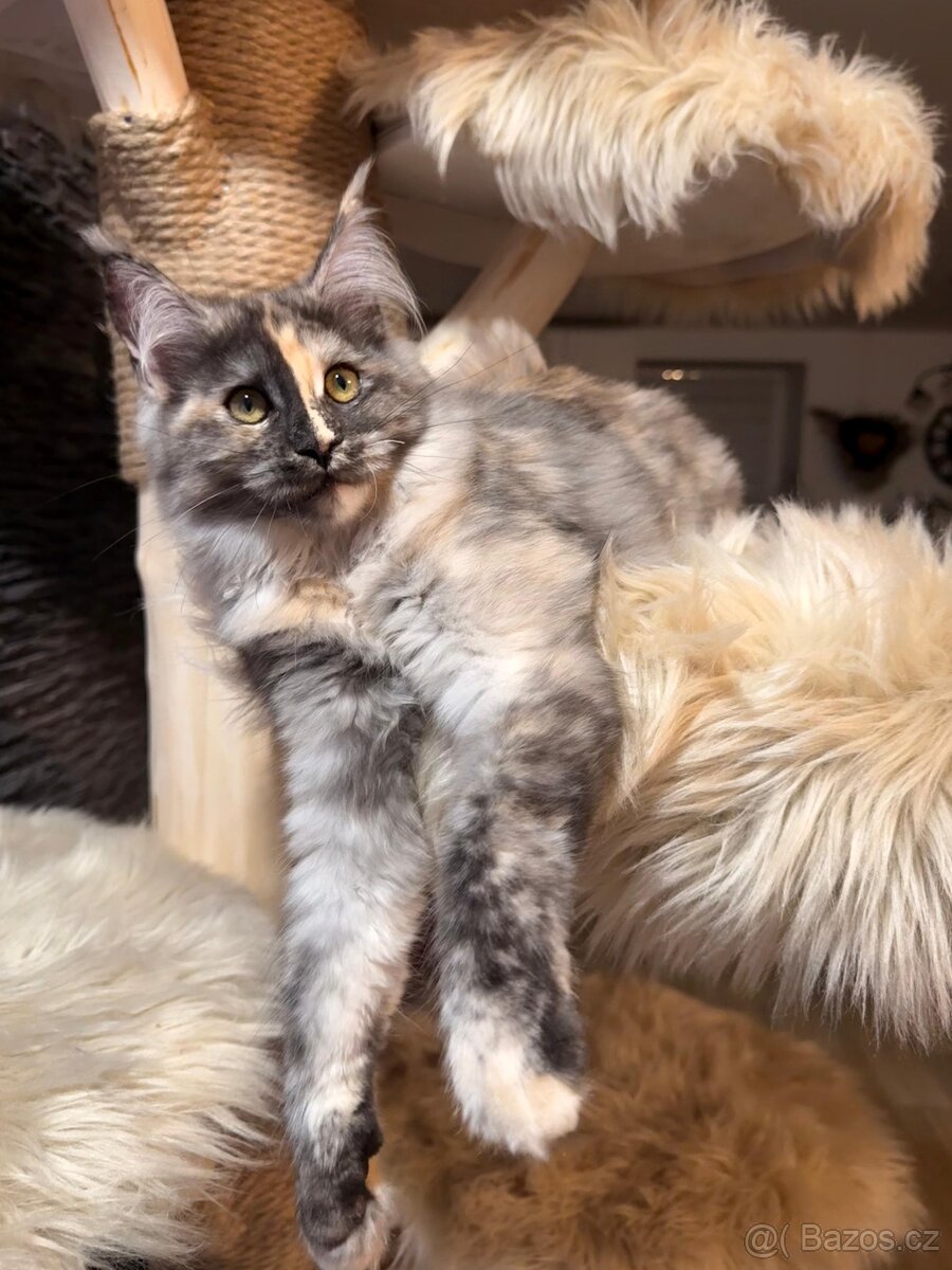 Mainská mývalí s PP - 3