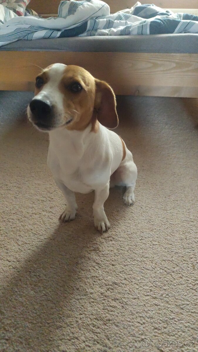Jack Russell teriér - 3